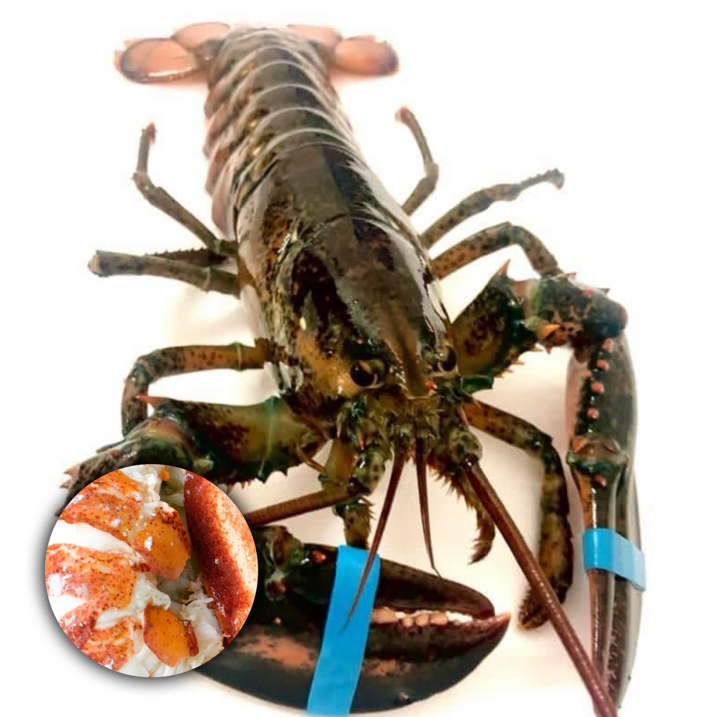 MAINE LOBSTER